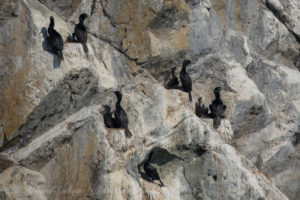 Pelagic Cormorants with chicks nesting at Mandarte Island