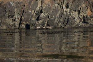 Harbor Seals and reflections