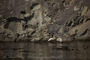 Harbor seals hauled out on honeycombed limestone