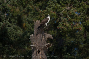 Osprey, Stuart Island