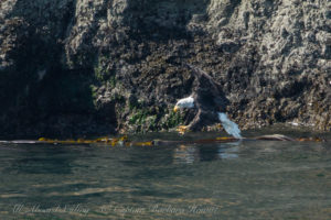 Bald Eagle catches a fish