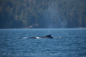 Humpback whale, San Juan Channel