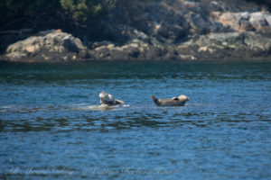 Harbor Seals Spring Pass