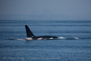 T102 male Transient (Biggs) Orca