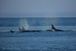 Transient (Biggs) Orcas