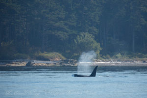 male Transient (Biggs) Orca