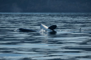 Playful Transient (Biggs) Orca