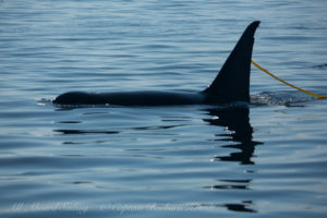 T87 male Transient (Biggs) Orca trailing kelp frond