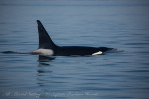 T87 male Transient (Biggs) Orca