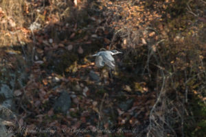 Belted Kingfisher