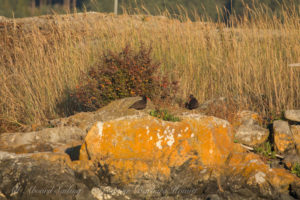 Pair Black Oyster Catchers