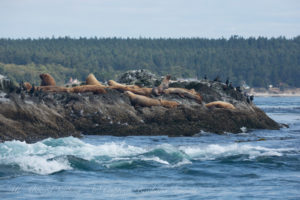 The current chuck passes Steller sea Lion haul out at Whale rocks