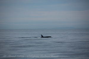 Southern Resident Orcas approach San Juan Island