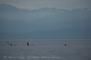 Southern Resident Orcas approach San Juan Island