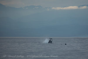 Southern Resident Orcas approach San Juan Island