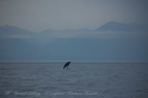 Southern Resident Orcas approach San Juan Island