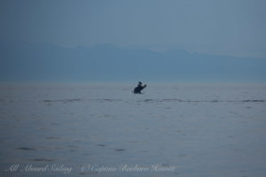 Southern Resident Orcas approach San Juan Island