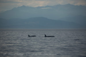 Southern Resident Orcas approach San Juan Island