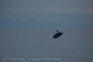 Southern Resident Orcas approach San Juan Island