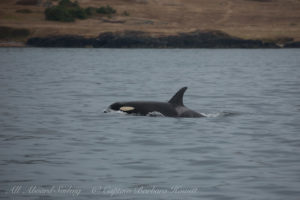 Southern Resident Orcas approach San Juan Island