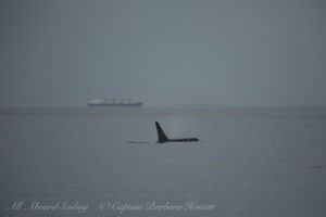 Southern Resident Orcas approach San Juan Island