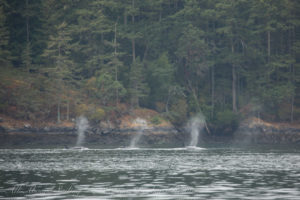 Transient Orcas in the San Juan Islands