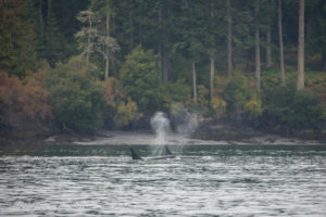 Transient Orcas in the San Juan Islands