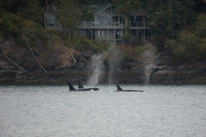 Transient Orcas in the San Juan Islands