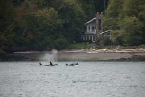 Transient Orcas in the San Juan Islands