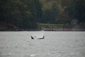 Transient Orcas in the San Juan Islands