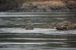 Harbor Seals, Spieden Channel