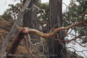 Bald Eagle watching from Pacific Madrone, Spieden Island