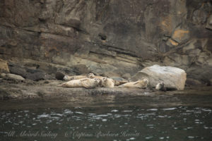 Harbor Seals, Flattop Island