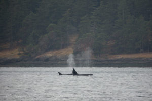 Transient Orcas in the San Juan Islands