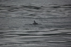 Harbor Porpoise