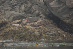 Gathering of Black Oyster Catchers