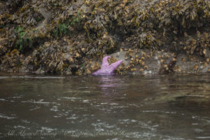 Purple sea star