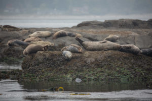 Harbor seal haul out