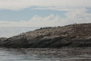 Goose Island Cormorant colony