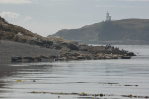 Goose Island Harbor seal haul out