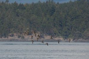 flock of Green-Winged Teal.