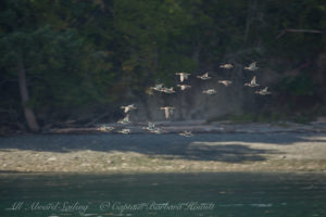 flock of Green-Winged Teal.