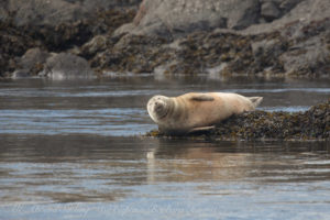 Harbor seal