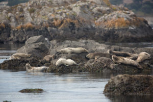 Harbor seal