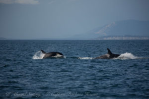 Southern Resident Orca