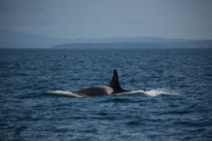 Southern Resident Orca