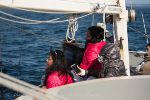 Whale watching sailing