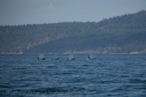 Southern Resident Orca approaching San Juan IIsland