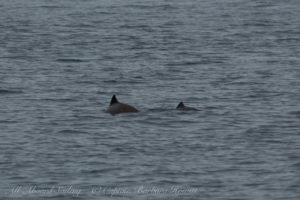 Harbor Porpoise with calf