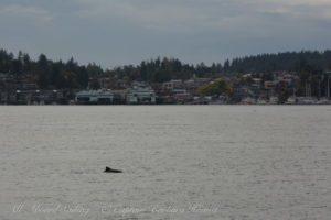 Friday Harbor Porpoise